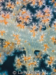 Soft coral capital of the world, a  most amazing variety by Larry Polster 